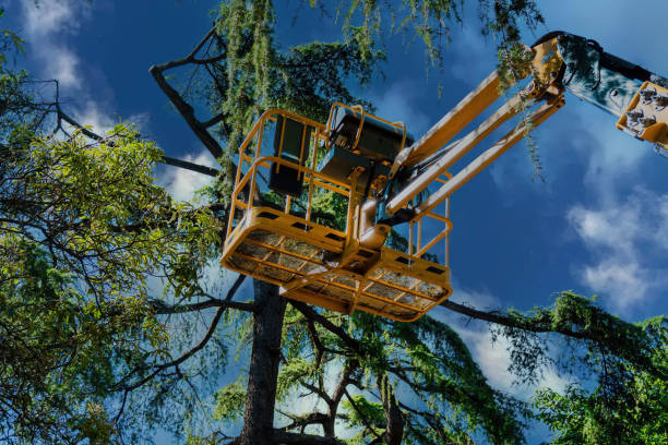 Reliable Oriskany, NY Tree Service Solutions